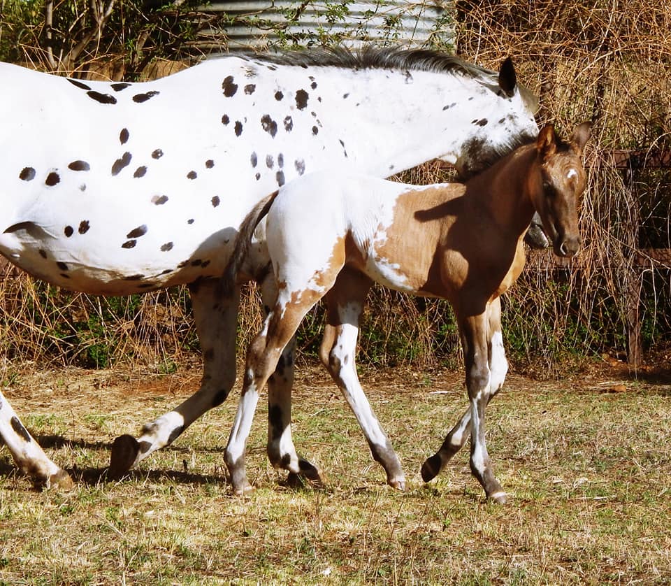 Leopard Rock Sport Horse Appaloosa Stud